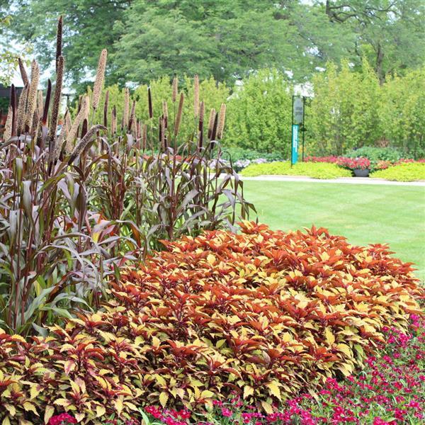 FlameThrower™ Spiced Curry Coleus - Commercial Landscape 1