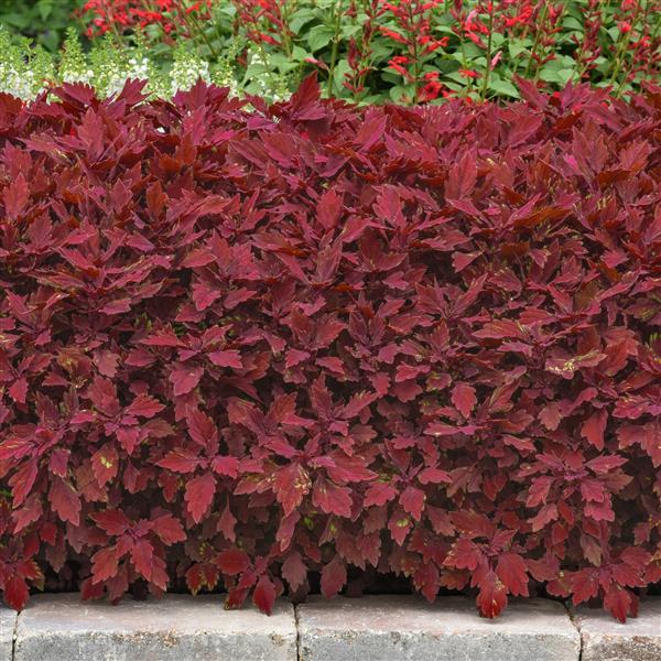 FlameThrower™ Salsa Roja Coleus - Landscape