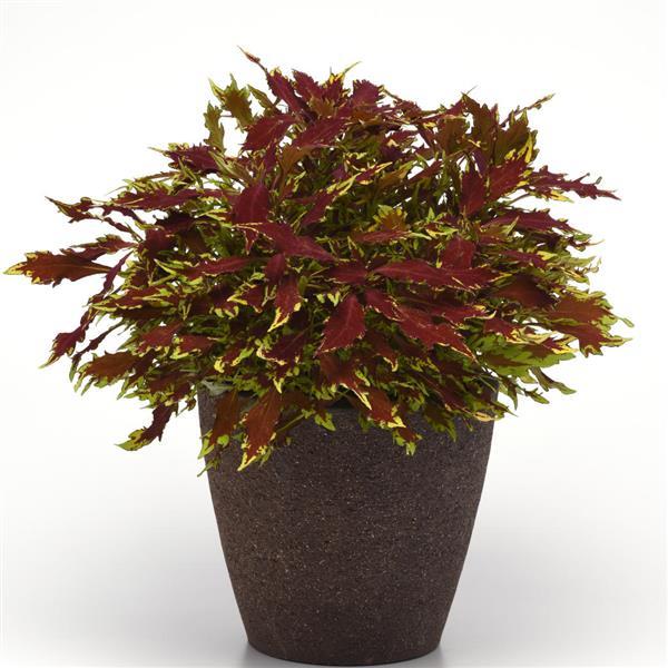 FlameThrower™ Sriracha Coleus - Container