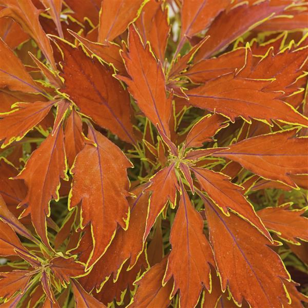 FlameThrower™ Cajun Spice Coleus - Bloom