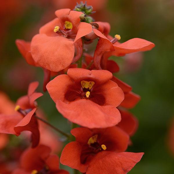 Juliet™ Orange Diascia - Bloom