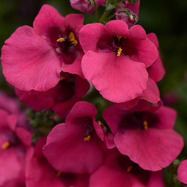 Juliet™ Rose Diascia - Bloom
