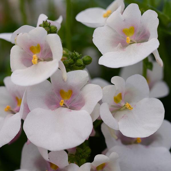 Juliet™ White Diascia - Bloom