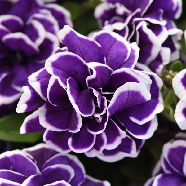 Frosted Sapphire Double Petunia - Bloom