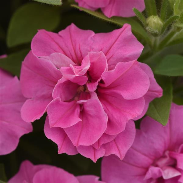 Vogue™ Pink Double Petunia - Bloom
