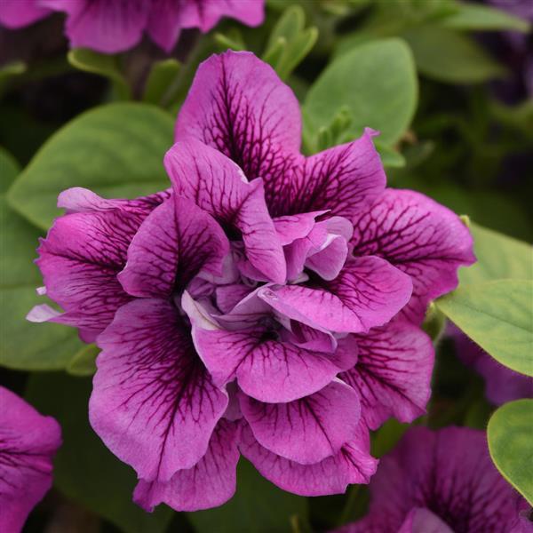 Vogue™ Lavender Vein Double Petunia - Bloom