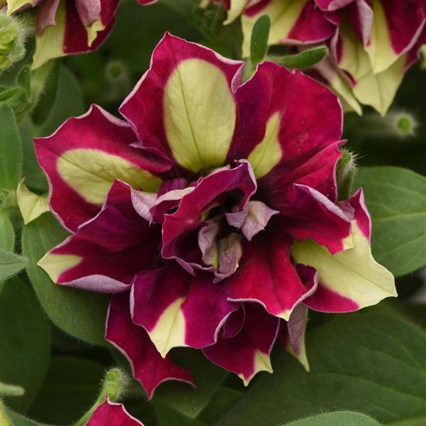 Vogue™ Lemon Berry Double Petunia - Bloom