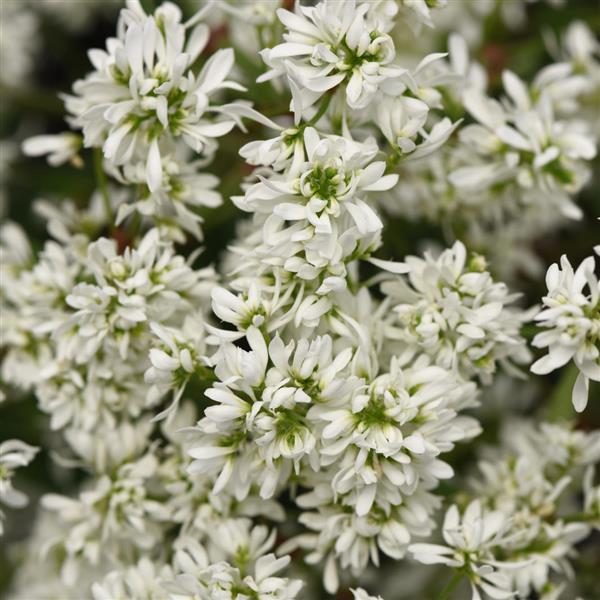 Flurry Euphorbia - Bloom