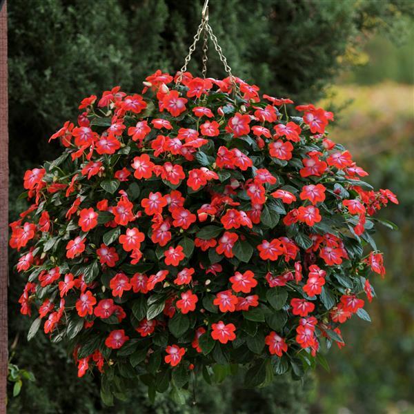 Patchwork™ Cosmic Orange Exotic Impatiens - Basket