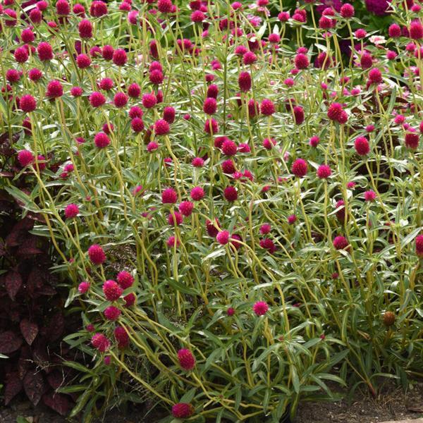 Piñata Gomphrena - Landscape