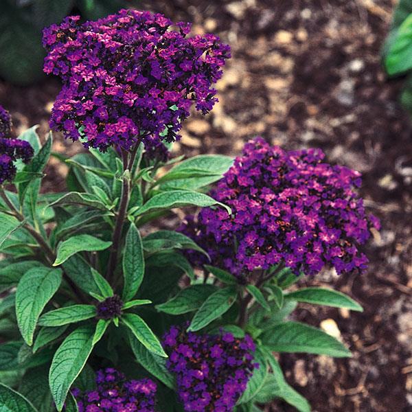 Marine Heliotrope - Bloom