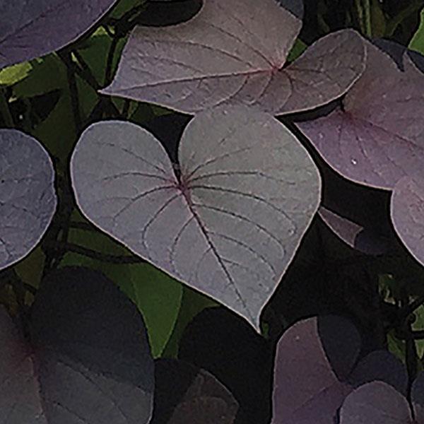 SolarTower™ Black Ipomoea - Bloom