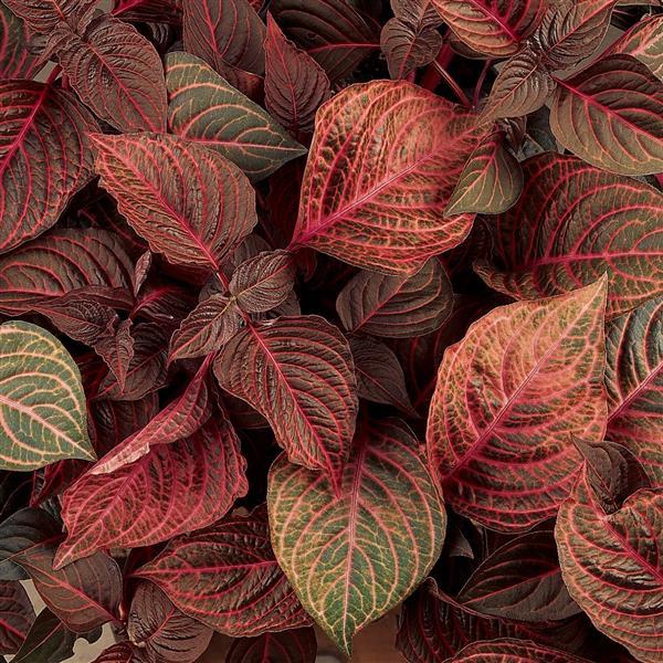 Blazin’ Rose Iresine - Bloom