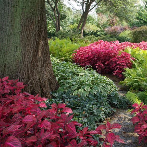 Blazin’ Rose Iresine - Commercial Landscape 1