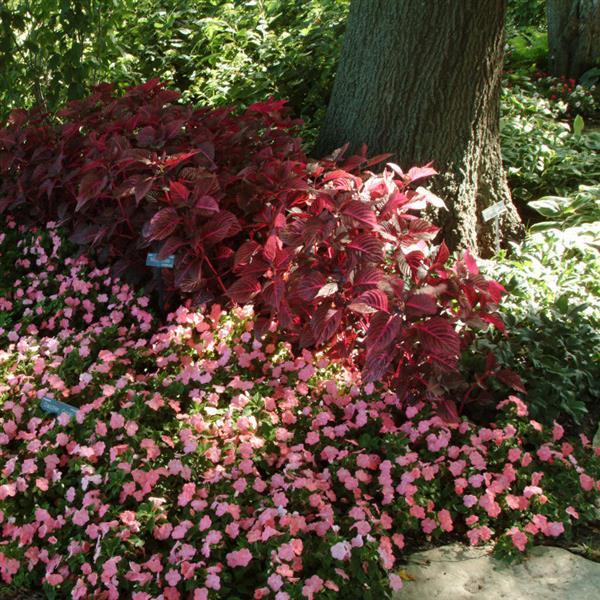 Blazin’ Rose Iresine - Commercial Landscape 2