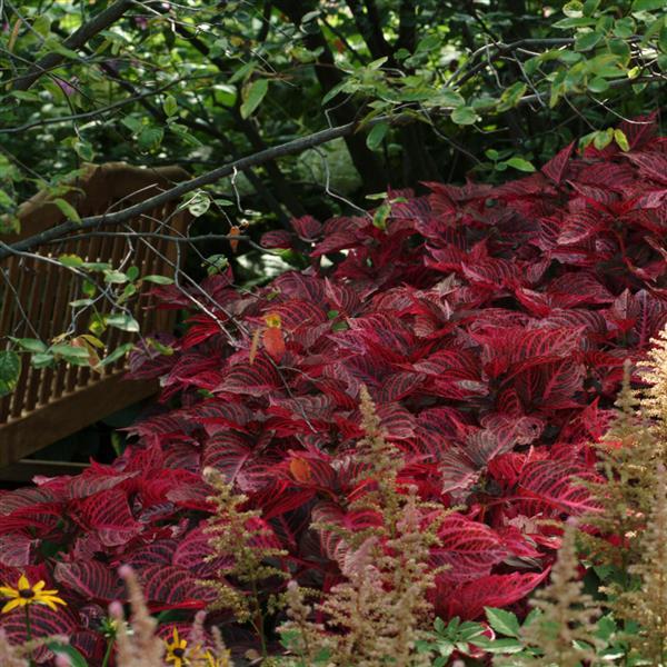 Blazin’ Rose Iresine - Commercial Landscape 3