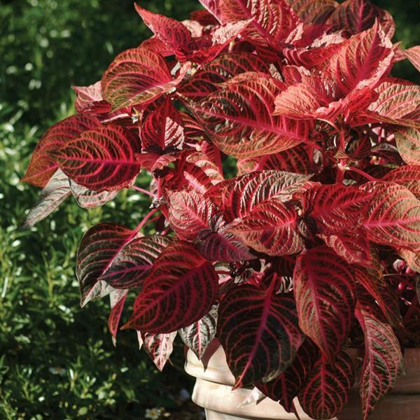 Blazin’ Rose Iresine - Container