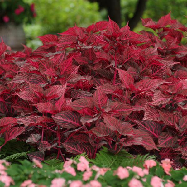 Blazin’ Rose Iresine - Landscape