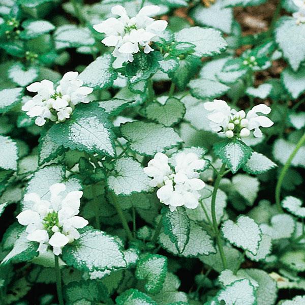 Lamium maculatum White Nancy - Bloom