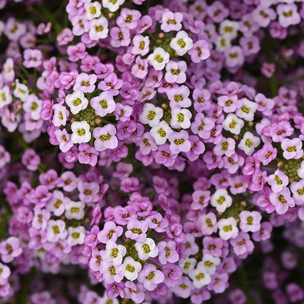 Easy Breezy™ Pink Lobularia - Bloom