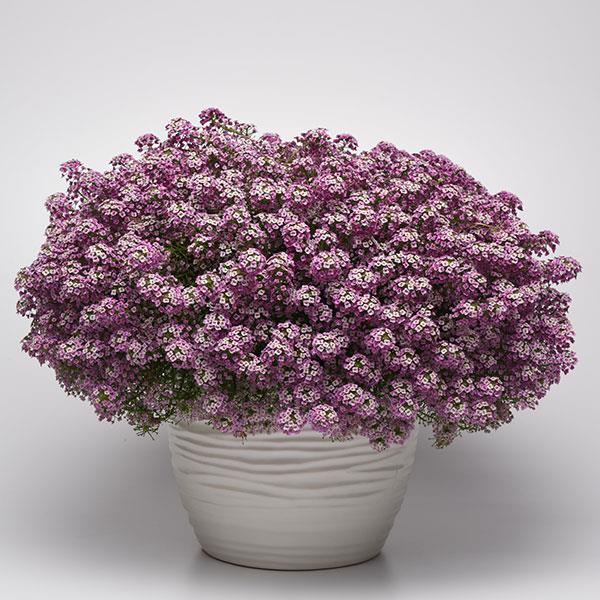 Easy Breezy™ Pink Lobularia - Container