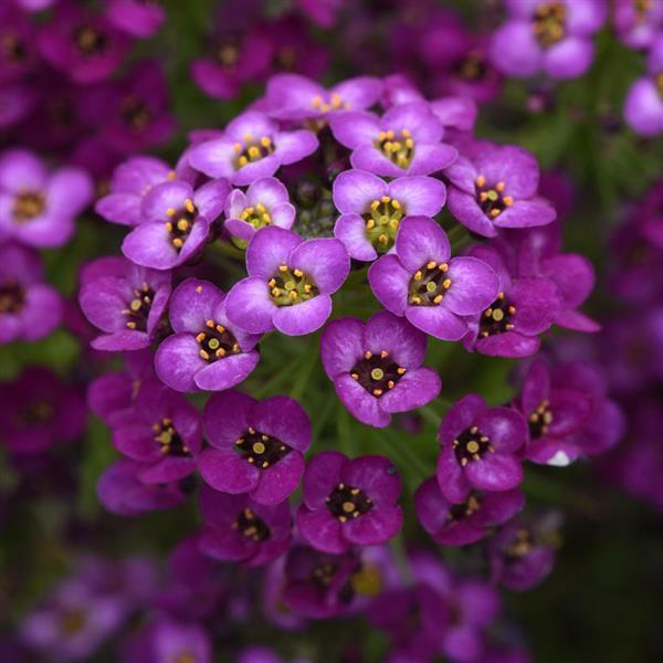 Easy Breezy™ Purple Lobularia - Bloom