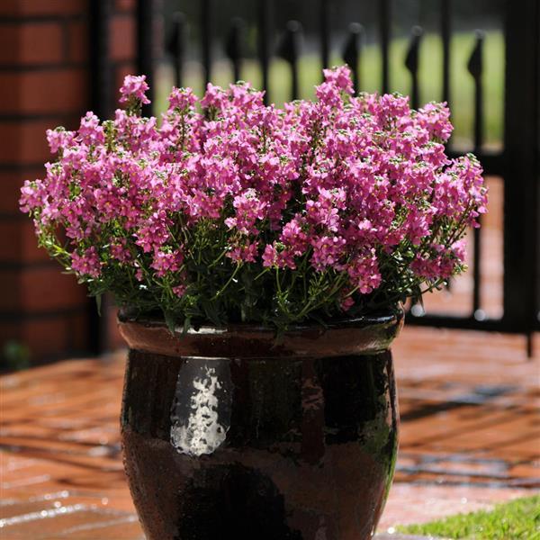 Aromatica™ Rose Pink Nemesia - Container
