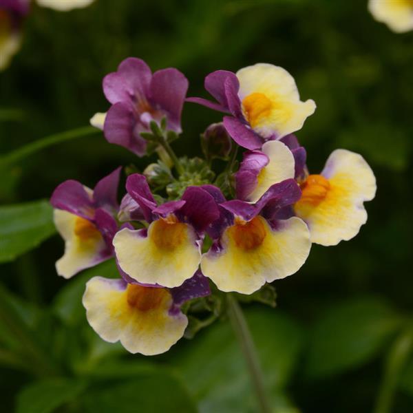 SunGlow™ Yellow Bicolor Nemesia - Bloom