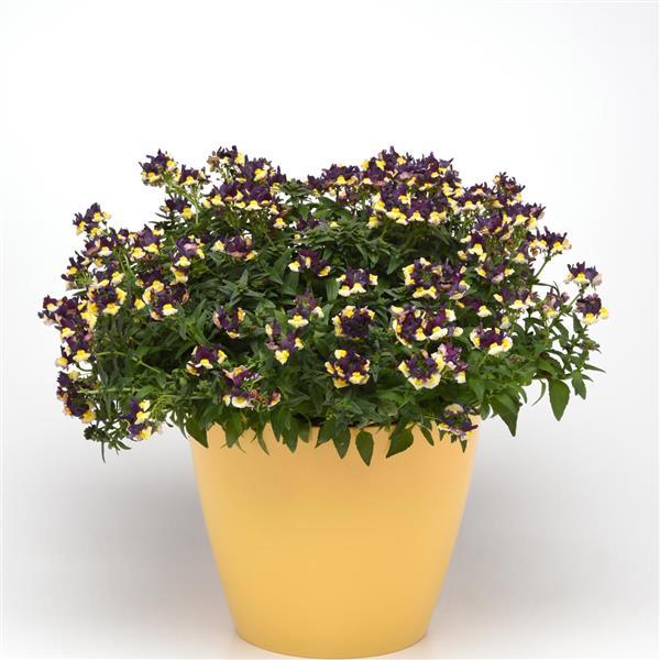 SunGlow™ Yellow Bicolor Nemesia - Container