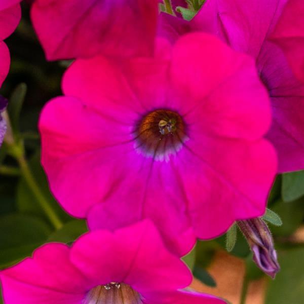 SuperCal® Blue Eyed Rose Petchoa - Bloom