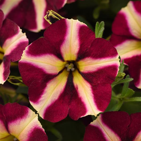 Lemonberry Petunia - Bloom