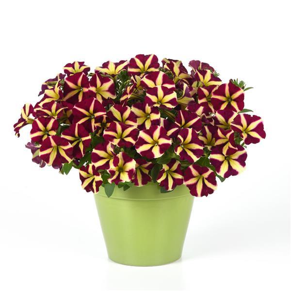 Lemonberry Petunia - Container