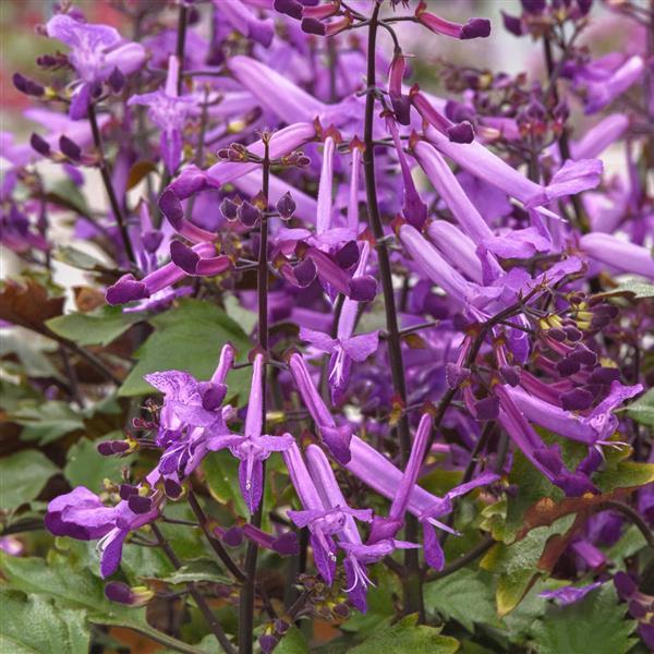 Mona Purple Plectranthus - Bloom