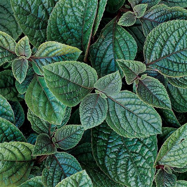 Nico Plectranthus - Bloom