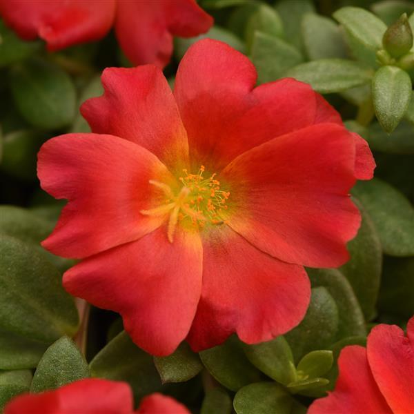 RíoGrande™ Red Purslane - Bloom