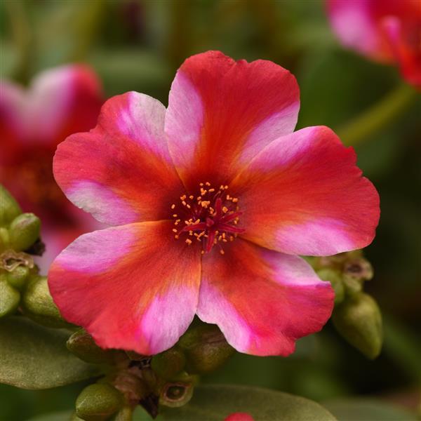 RíoGrande™ Frosted Strawberry Purslane - Bloom
