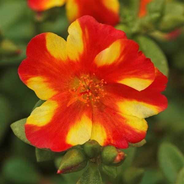 RíoGrande™ Citrus Crush Purslane - Bloom