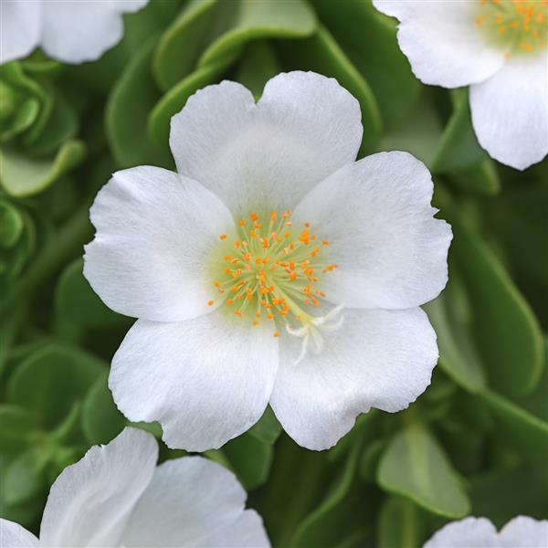 RíoGrande™ White 26 Purslane - Bloom