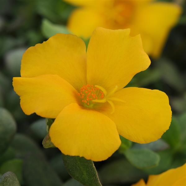 RíoGrande™ Yellow 26 Purslane - Bloom