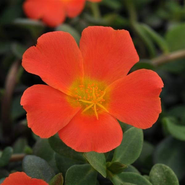 RíoGrande™ Orange 26 Purslane - Bloom