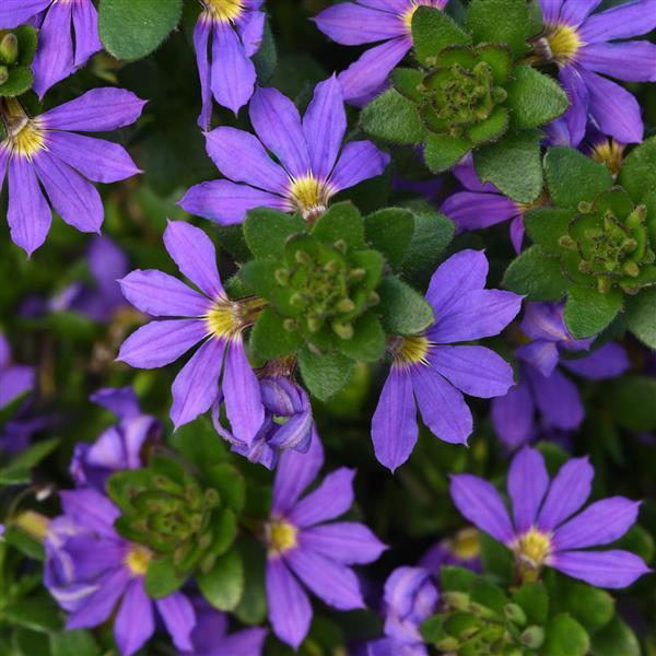 Blue Brilliance Scaevola - Bloom