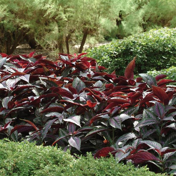 black planters pots 15 Gallon Black Nursery Pot - Full Pallet - 270 Pots