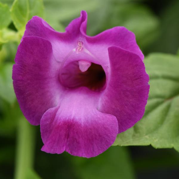 Summer Wave® Large Amethyst Torenia - Bloom