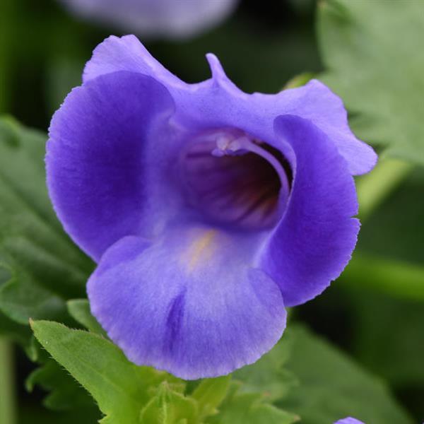 Summer Wave® Large Blue Torenia - Bloom