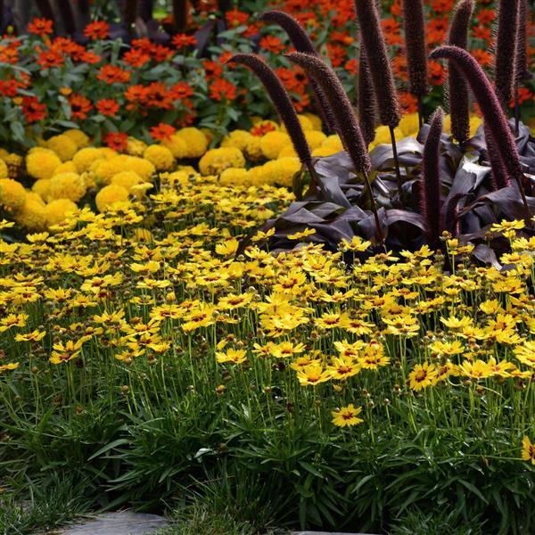 Coreopsis SunKiss