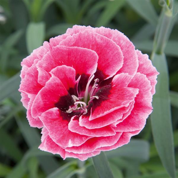 Capitán™ Pink+Eye Dianthus - Bloom