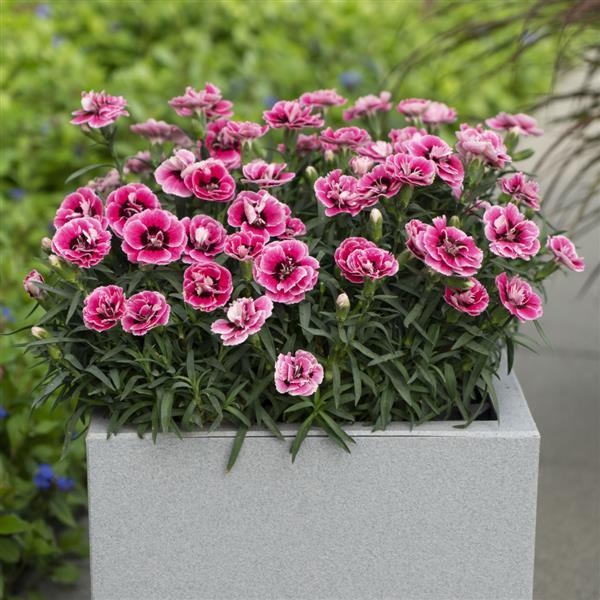 Capitán™ Pink+Eye Dianthus - Container