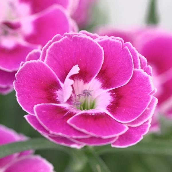 Capitán™ Magnifica Dianthus - Bloom