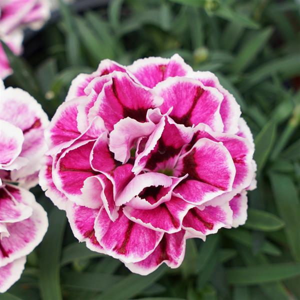 Capitán™ Purple Frost Dianthus - Bloom