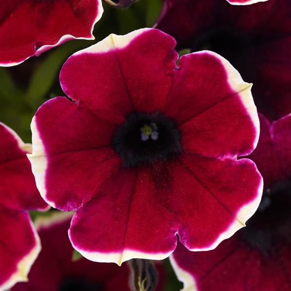 Burgundy Bliss Petunia - Bloom